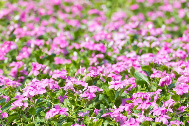 Photo close-up of pink flowering plants on field