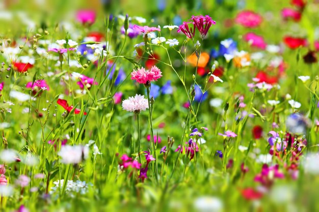 フィールドのピンクの花の植物のクローズアップ