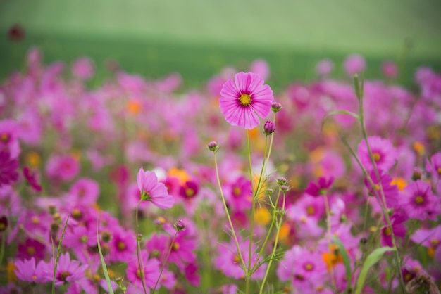 Close-up di piante a fiori rosa sul campo