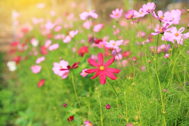 フィールドのピンクの花の植物のクローズアップ