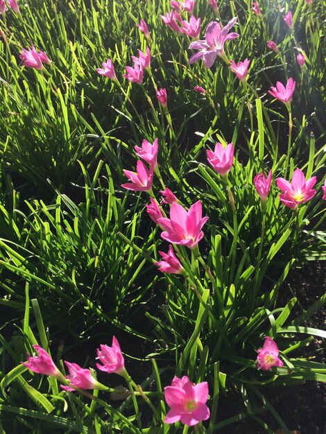 Close-up of pink flowering plants on field