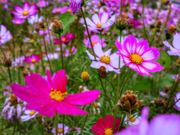 Photo close-up of pink flowering plants on field