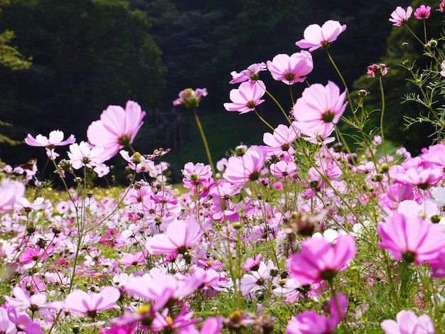 Close-up of pink flowering plants on field