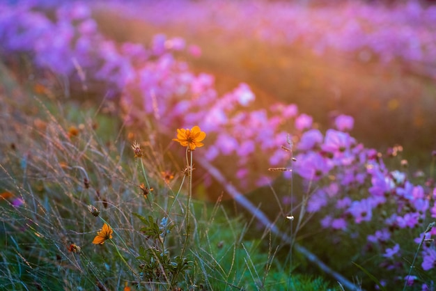 フィールドのピンクの花の植物のクローズアップ