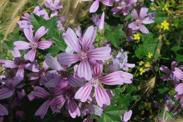 庭のピンクの花の植物のクローズアップ