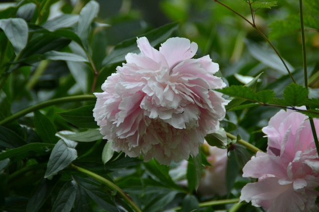 外で育つピンクの花の植物のクローズアップ