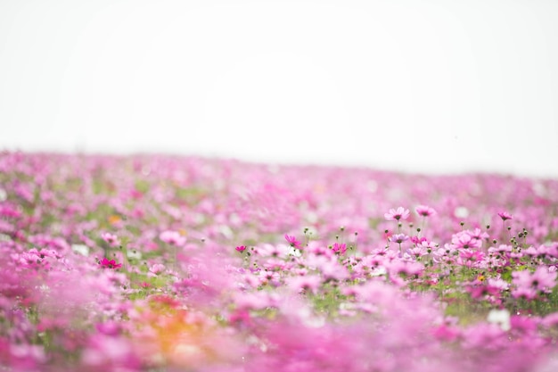 Close-up of pink flowering plants on land