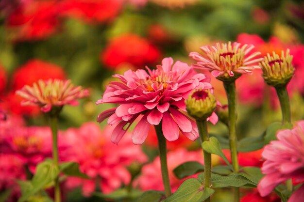 Photo close-up of pink flowering plants in park