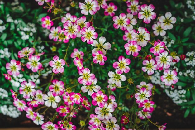 Photo close-up of pink flowering plants in park