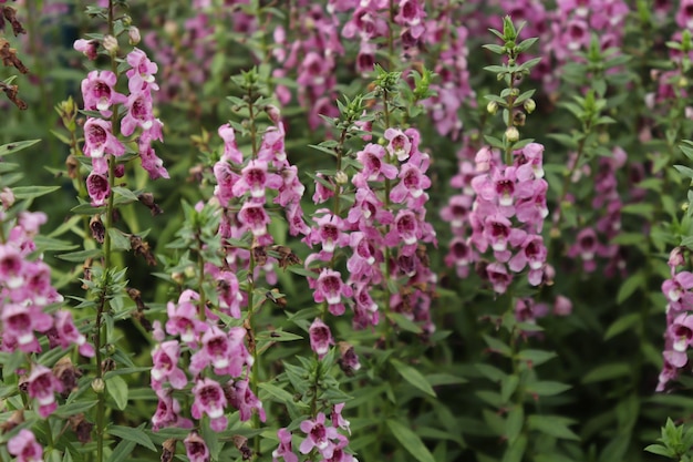 Photo close-up of pink flowering plants in park