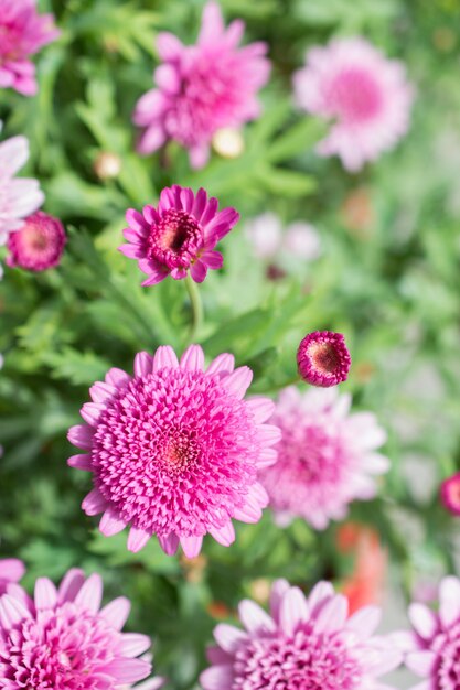 Close-up of pink flowering plants in park