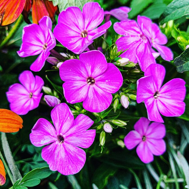 Close-up of pink flowering plants in park