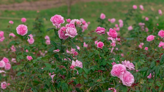 Photo close-up of pink flowering plants in park