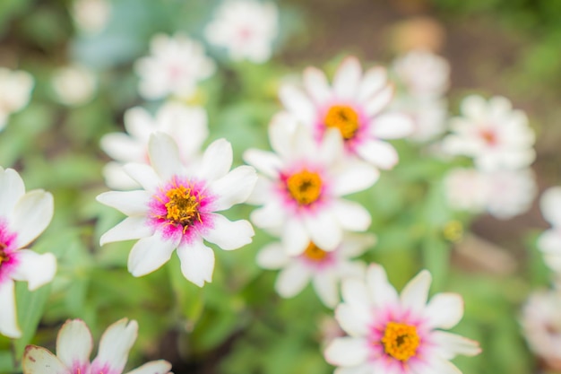 Close-up of pink flowering plants in park