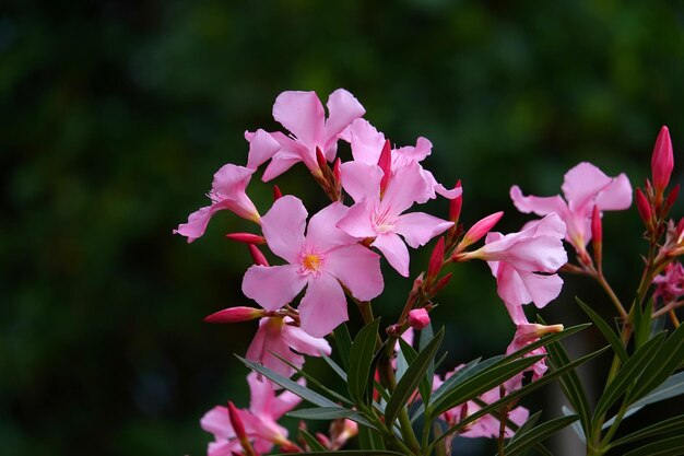 Foto close-up di piante a fiori rosa nel parco