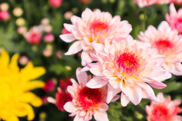 Photo close-up of pink flowering plants