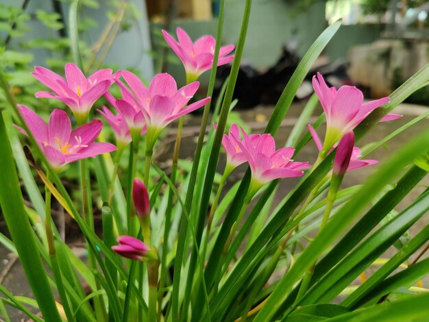 Close-up of pink flowering plants