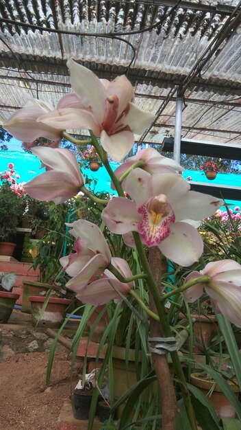 Close-up of pink flowering plants