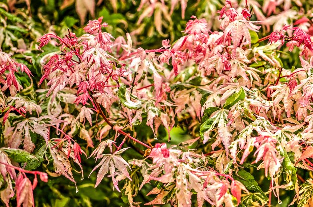 Photo close-up of pink flowering plants