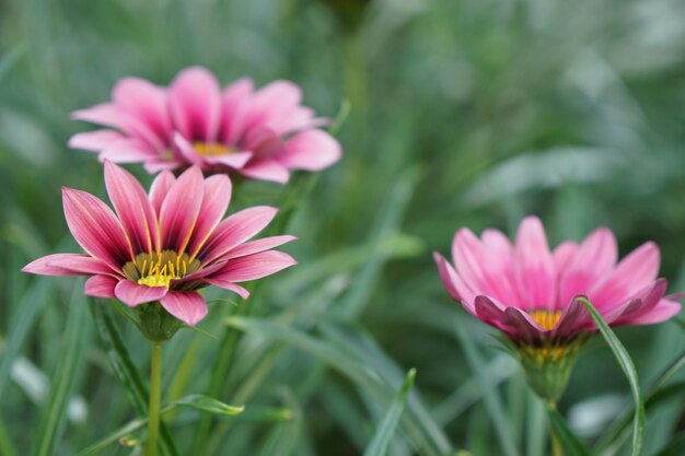 Close-up of pink flowering plants