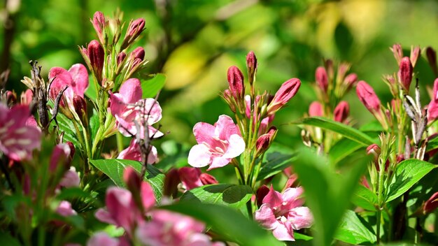 Photo close-up of pink flowering plants