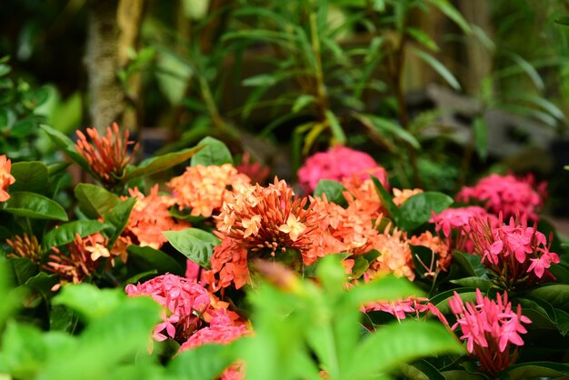 Close-up of pink flowering plants