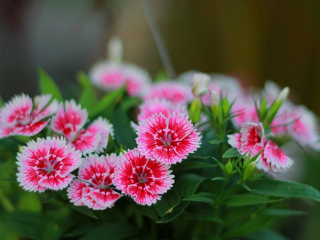 Close-up of pink flowering plants