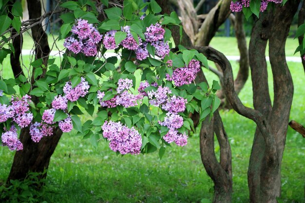 Photo close-up of pink flowering plants