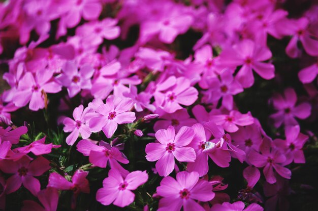 Close-up of pink flowering plants