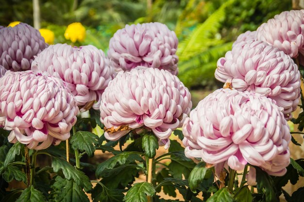 Photo close-up of pink flowering plants