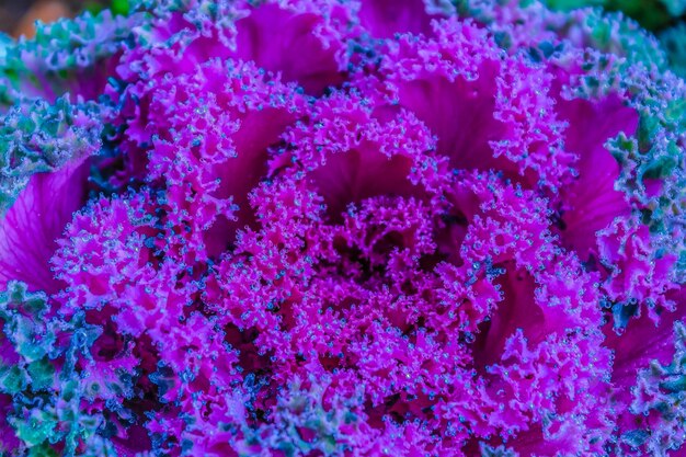 Close-up of pink flowering plants