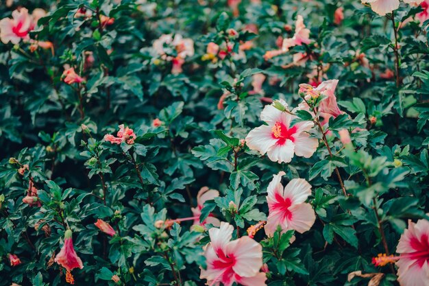 Photo close-up of pink flowering plants