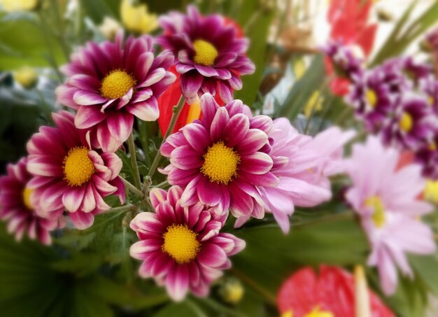 Close-up of pink flowering plants