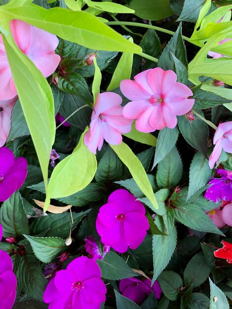 Close-up of pink flowering plants