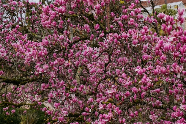 Close-up of pink flowering plants