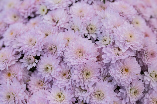 Close-up of pink flowering plants