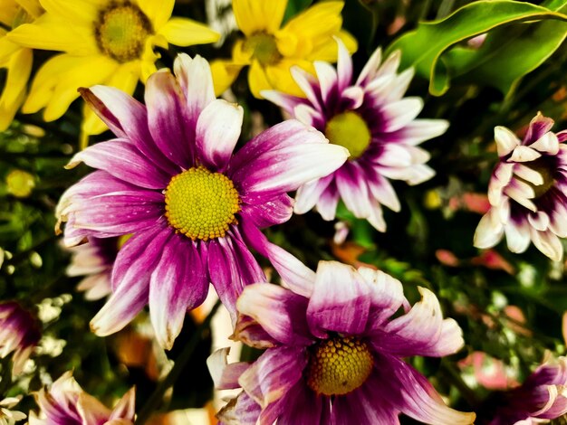 Close-up of pink flowering plants