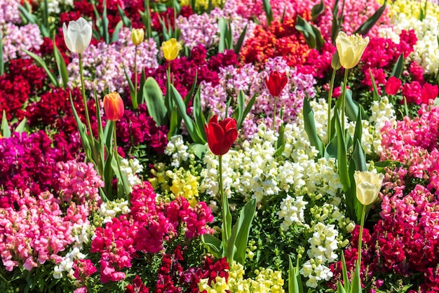 Close-up of pink flowering plants