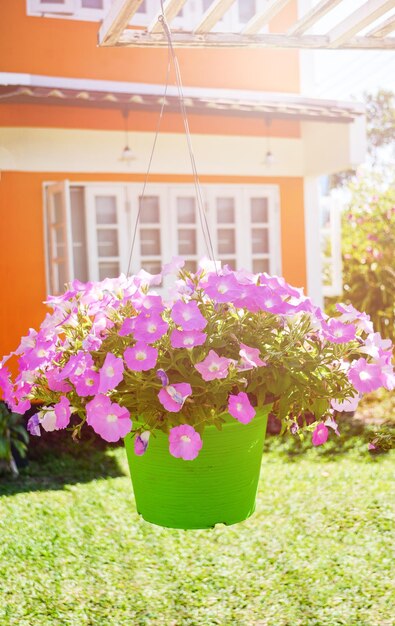 Close-up of pink flowering plants