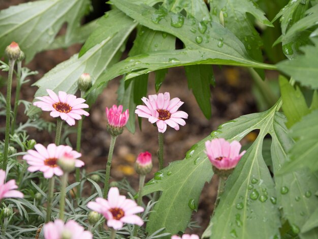 Photo close-up of pink flowering plants