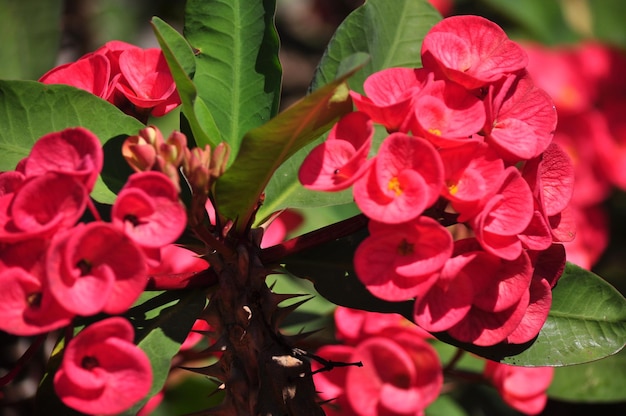 Foto prossimo piano di piante a fiore rosa