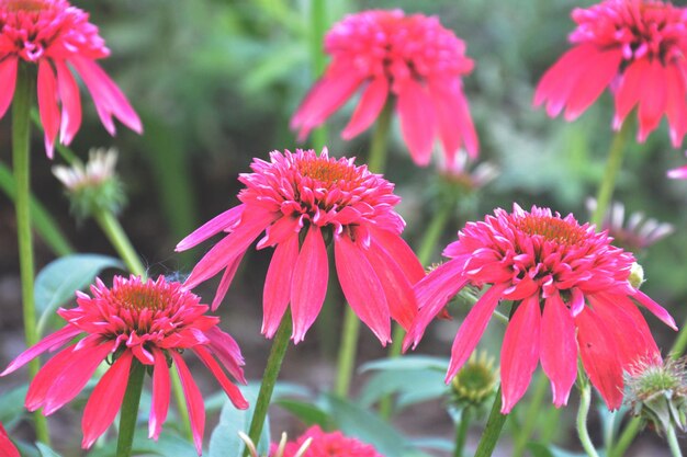 Photo close-up of pink flowering plants