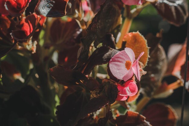 Photo close-up of pink flowering plants