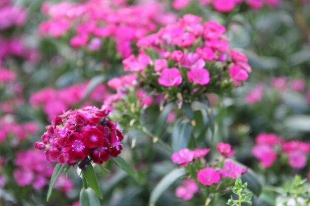 Photo close-up of pink flowering plants