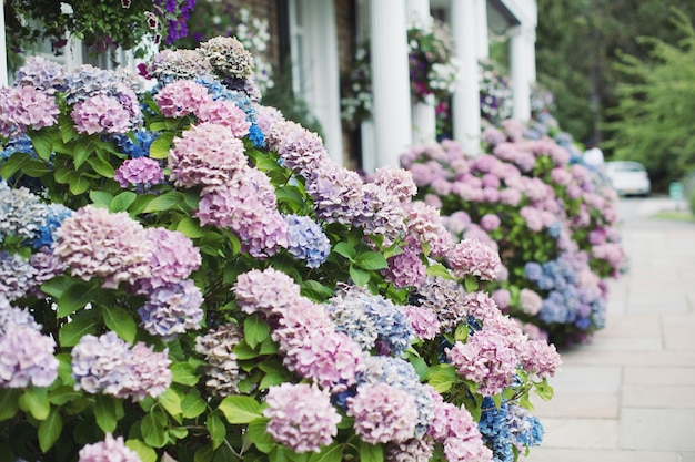 Photo close-up of pink flowering plants