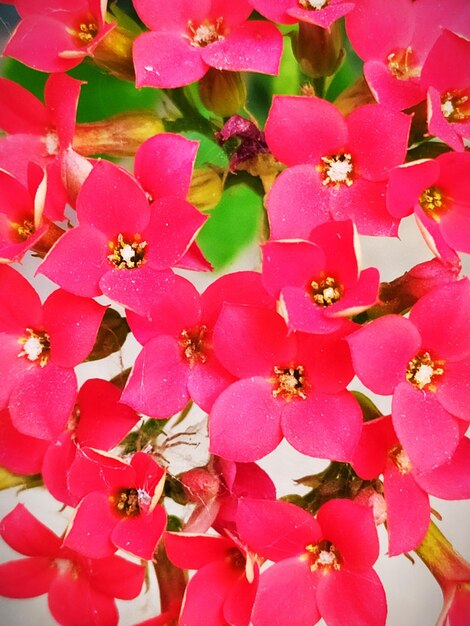 Close-up of pink flowering plants