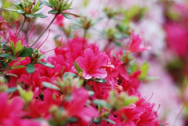 Close-up of pink flowering plants