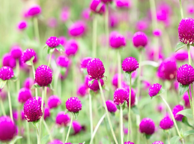 Close-up of pink flowering plants