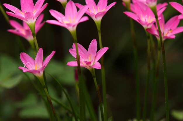 Photo close-up of pink flowering plants