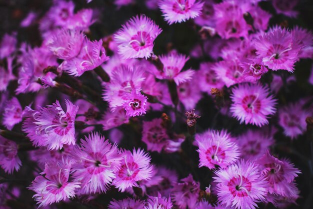 Close-up of pink flowering plants